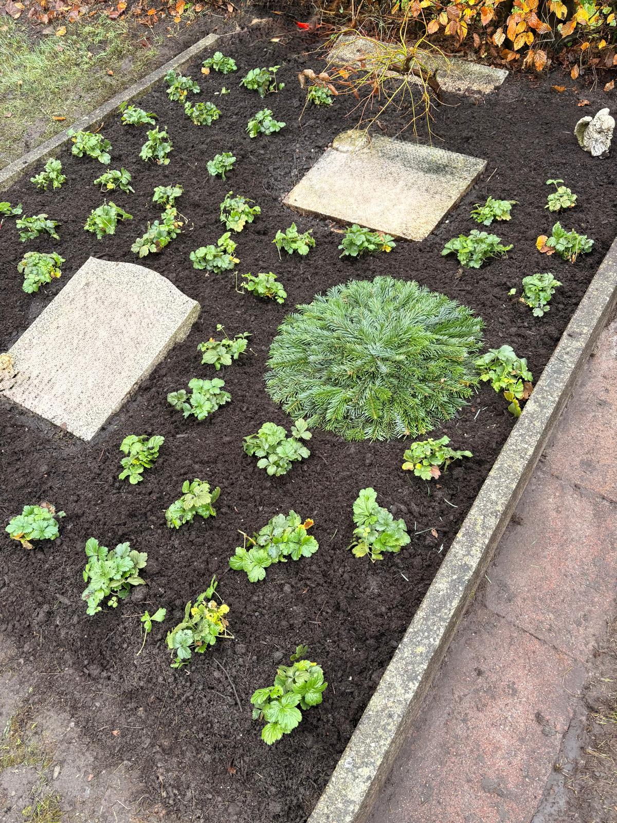 Gepflegte Grabstätte mit Bepflanzung, Kiesrand und frischen Blumen