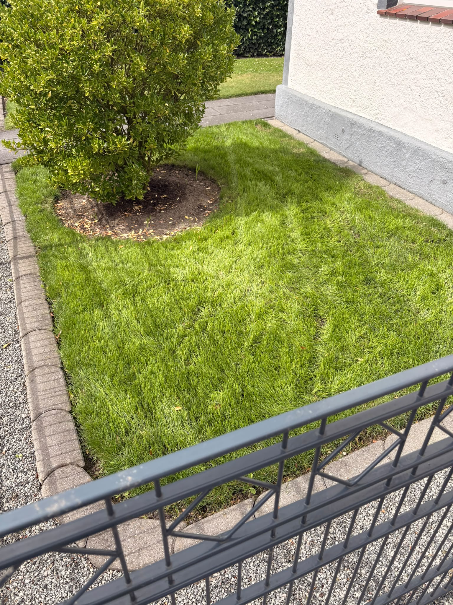 Frisch geschnittene Hecke und gepflegter Rasen mit Gartenschere