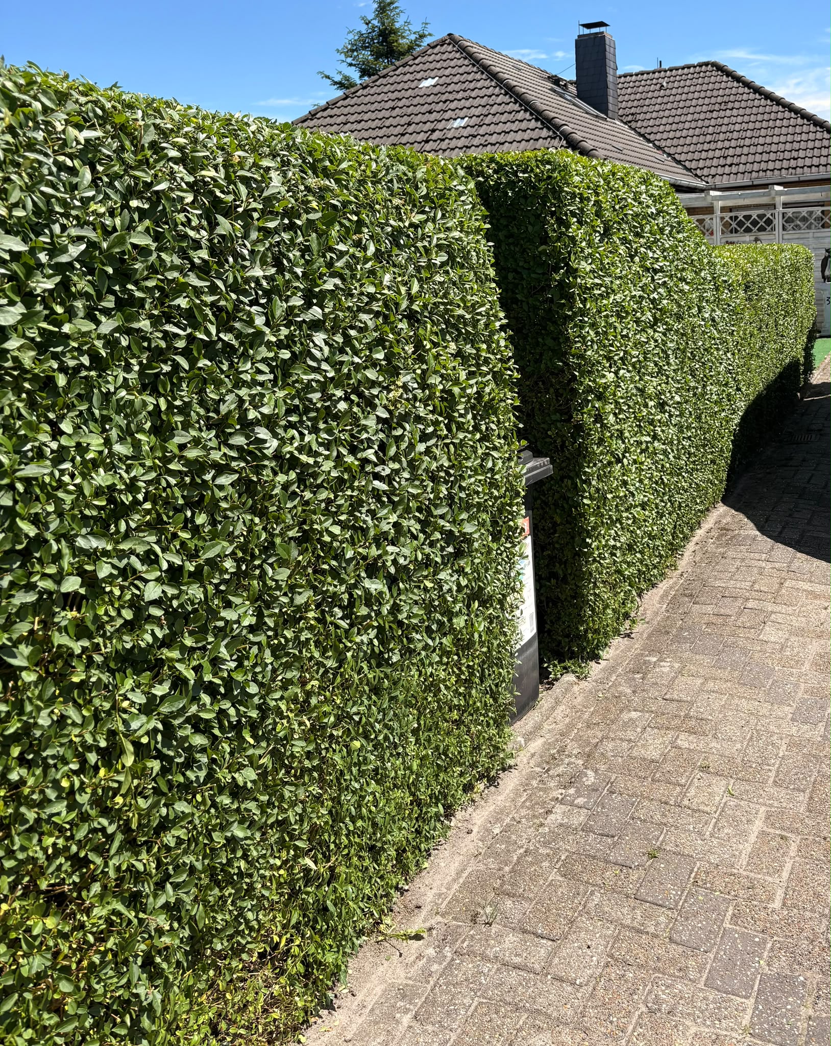 Frisch geschnittene, in Form gebrachte Gartenhecke